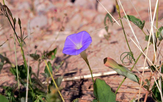 Ipomoea ternifolia, Tripleleaf Morning-glory, Southwest Desert Flora